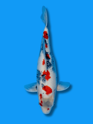 Kindai Showa | Koi&Co.